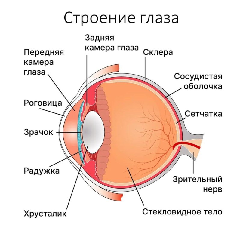 Анатомическое строение глаза человека