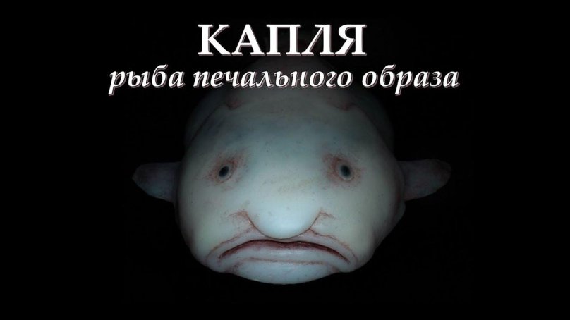 Рыба семейства психролютовые