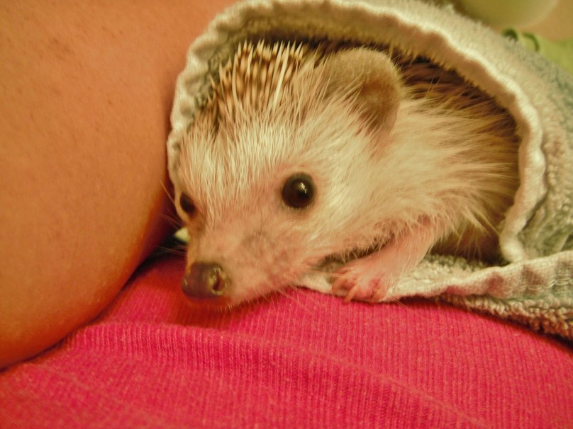 Hedgehog Tummy petting