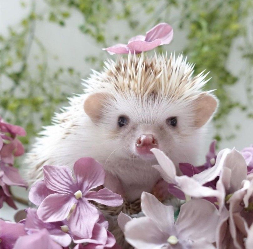 Cute Hedgehog Wallpaper