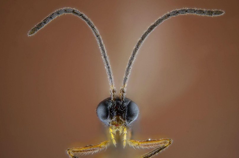 Щупики у насекомых