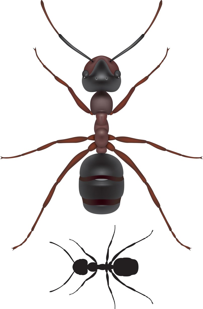 Муравей ант