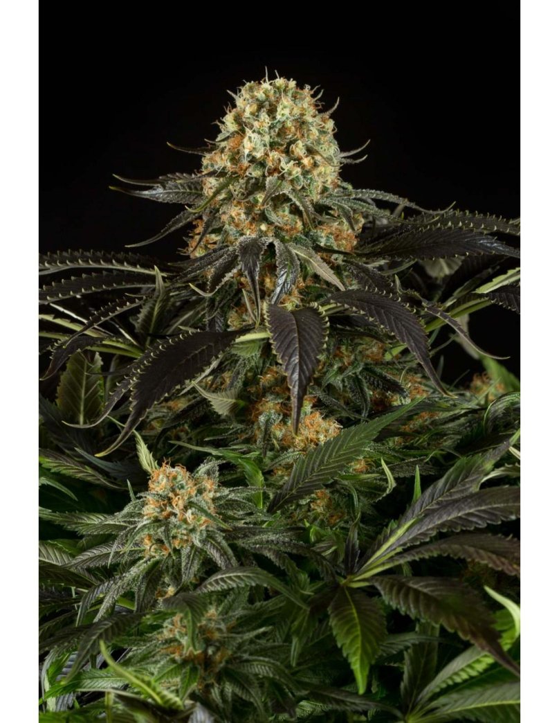 Моби Дик канабис