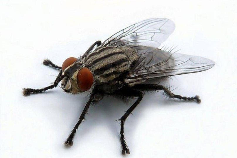 Муха спит