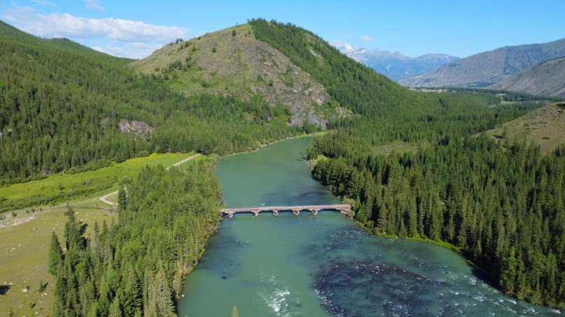 Аргут горный Алтай