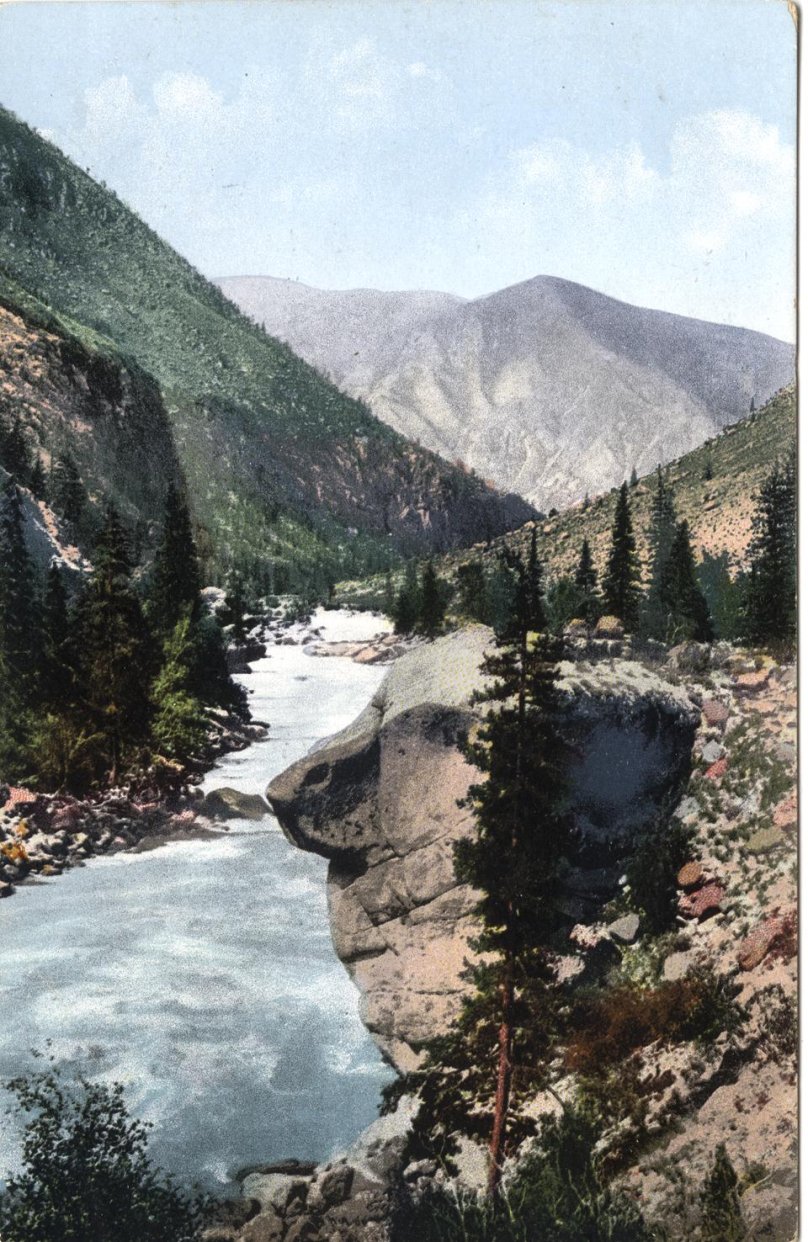 Аргут горный Алтай