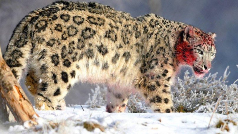 Снежный Барс uncia uncia