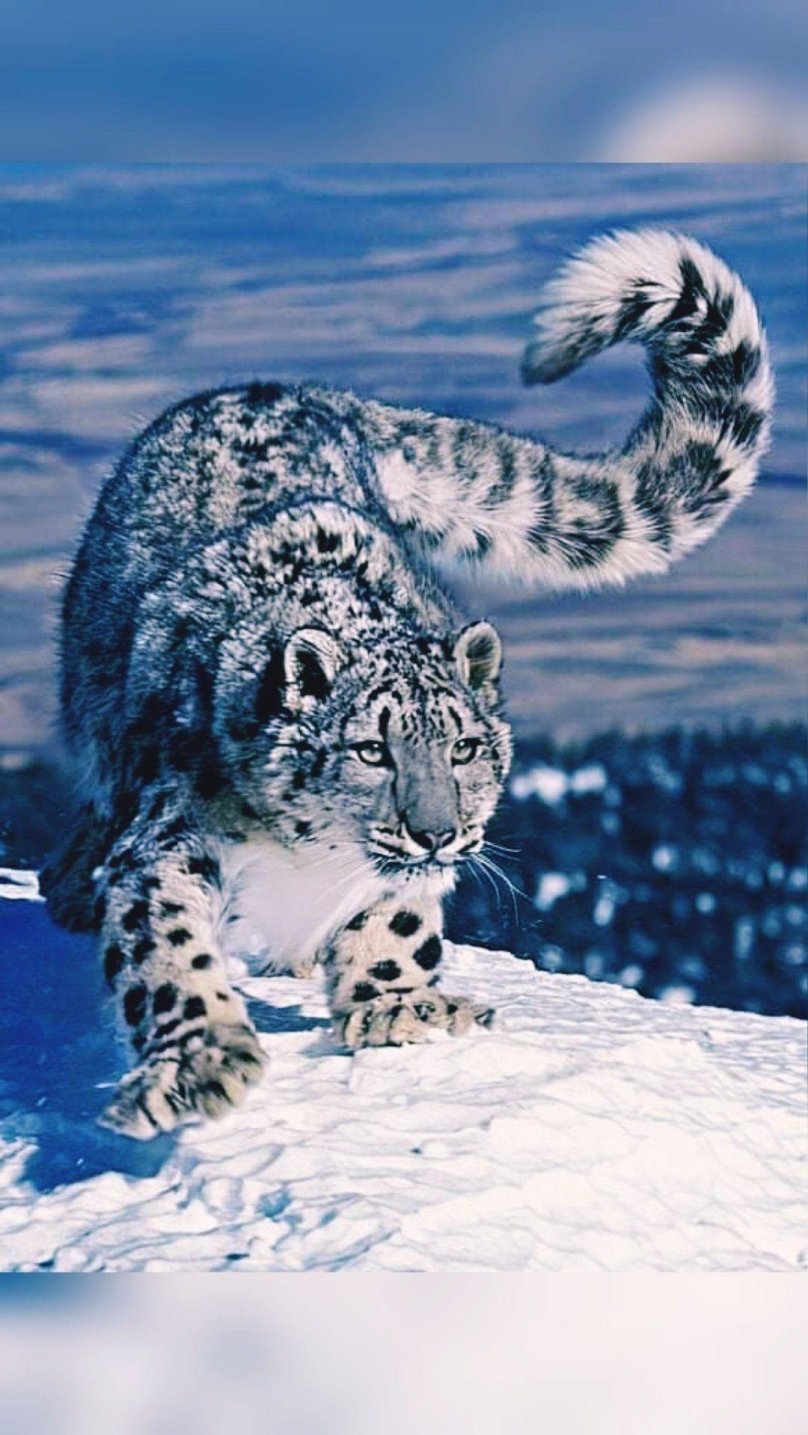 Снежный Барс Ирбис