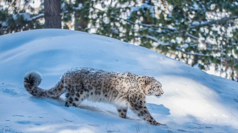 Снежный Барс Ирбис