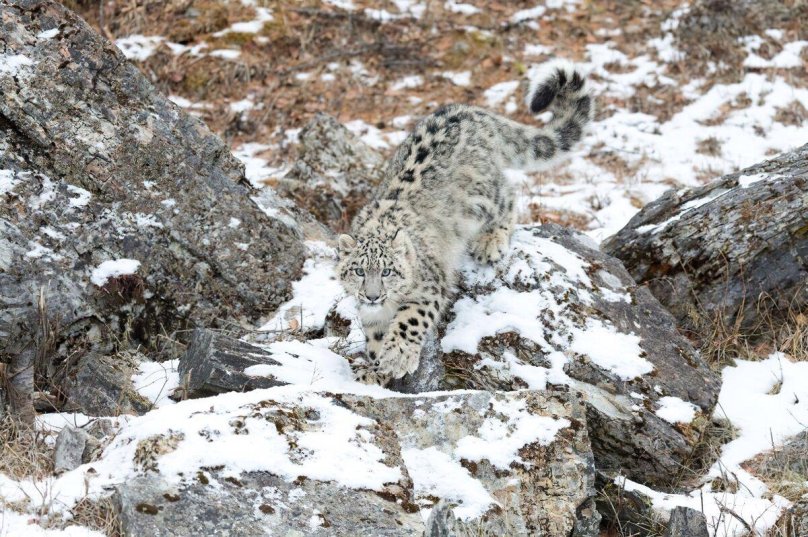 Камуфляж снежный Барс