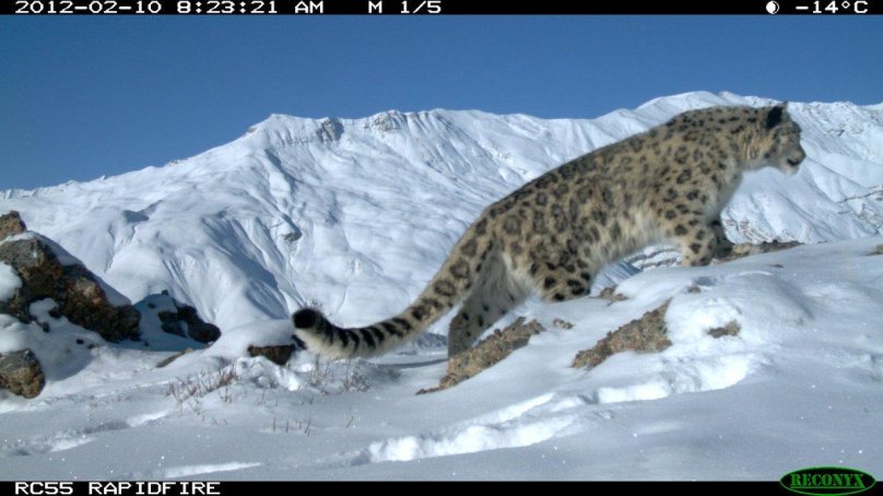 Снежный Барс Алтай