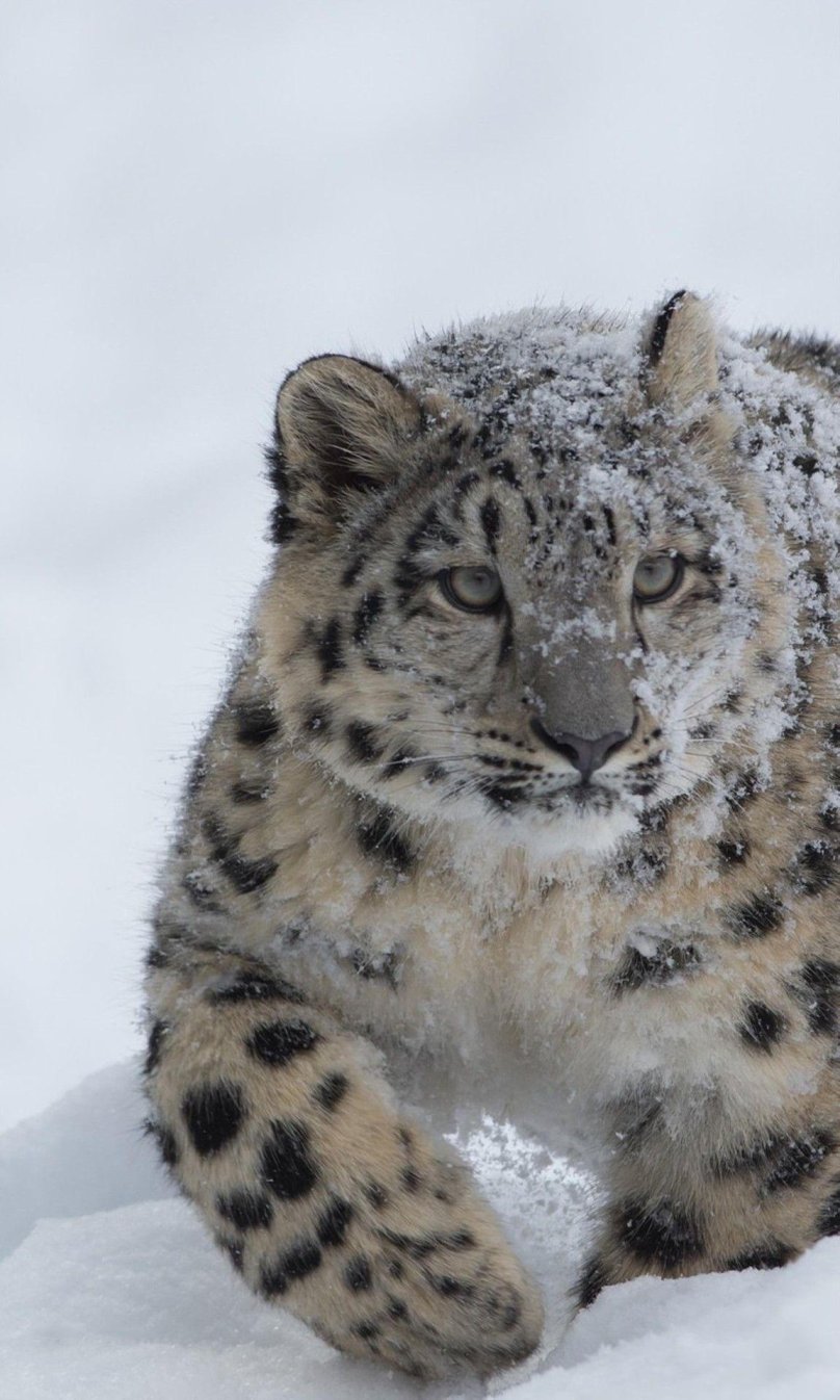 Снежный Барс Ирбис