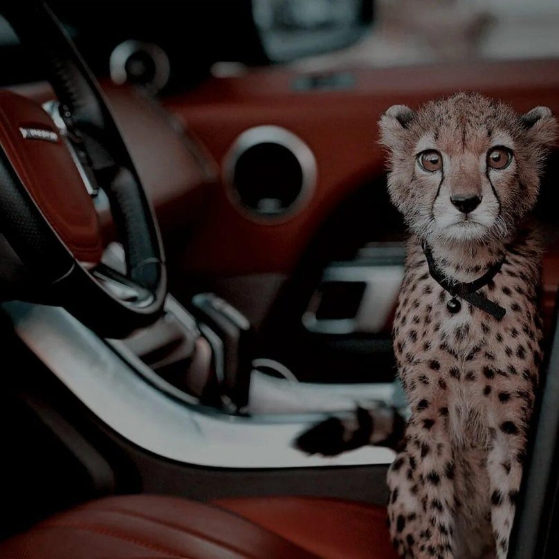 Гепард Дубай