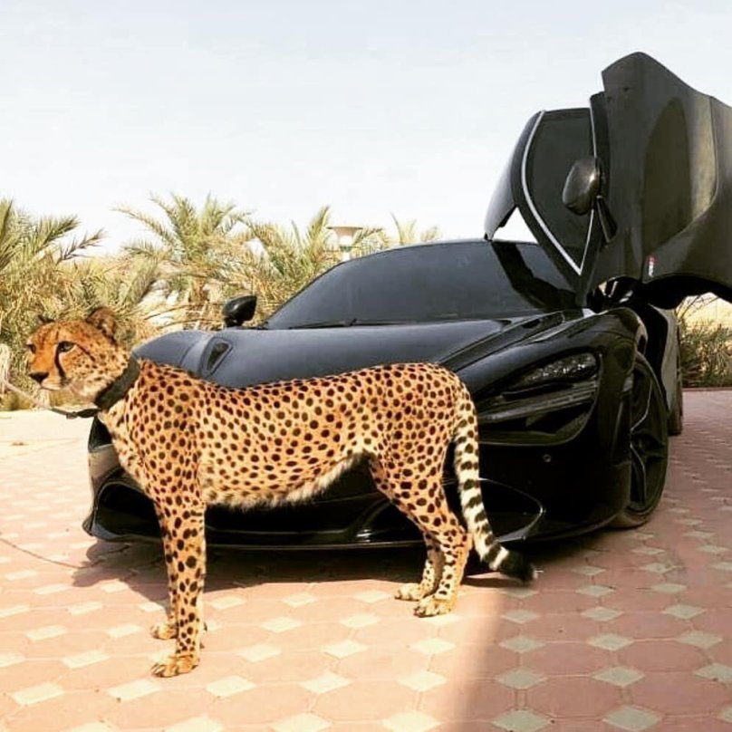 Гепард Дубай