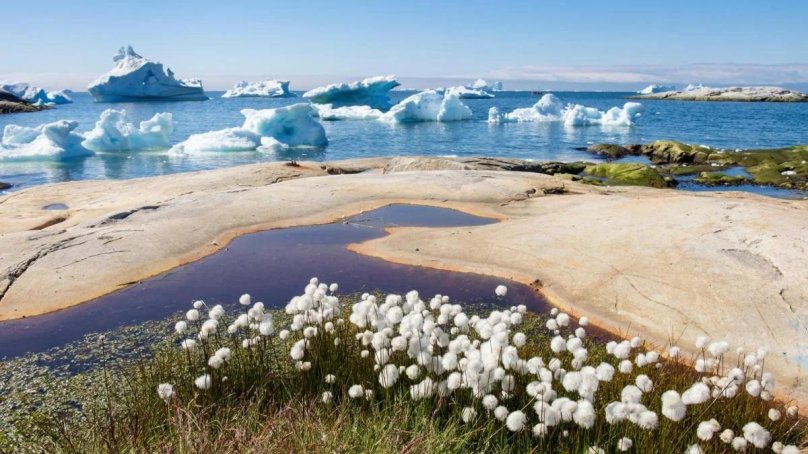 Арктика арктические пустыни климат