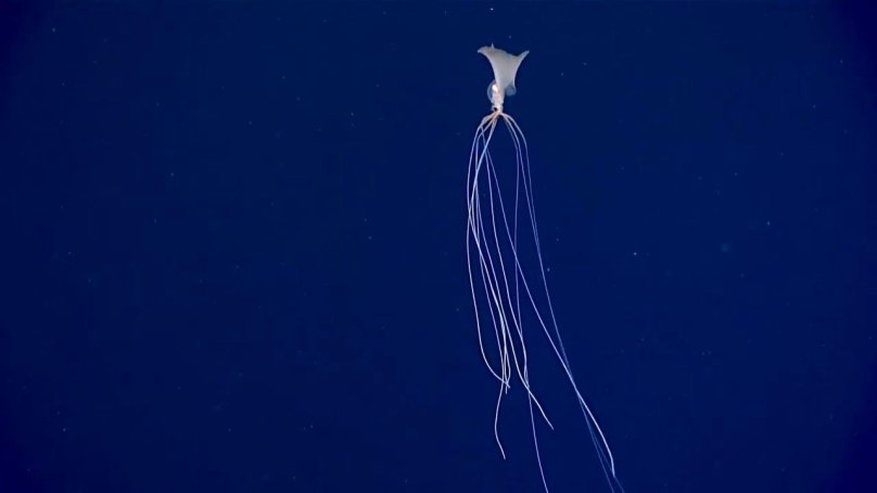 Кальмар Магнапинна