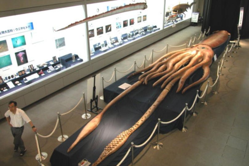 Атлантический гигантский кальмар