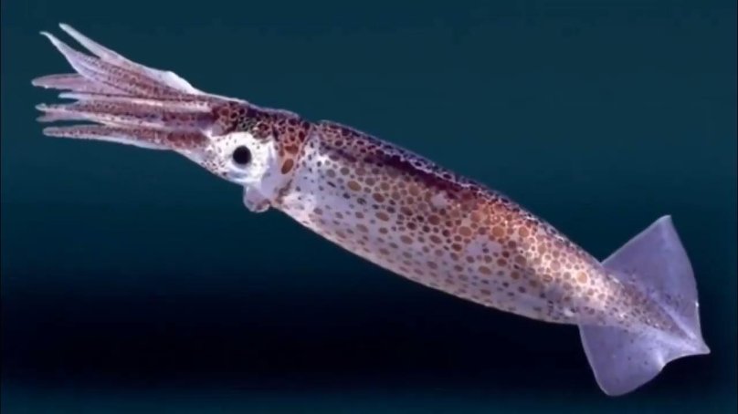 Головоногие моллюски кальмар