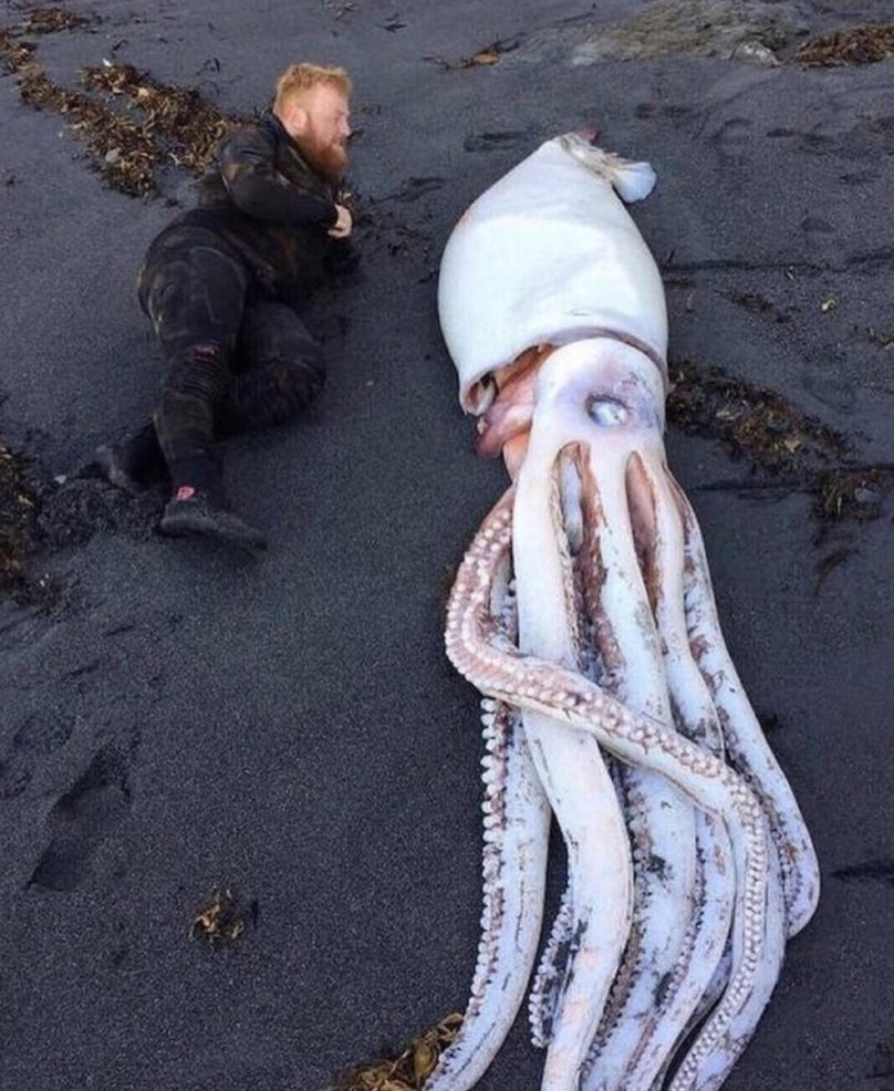 Гигантский глубоководный кальмар