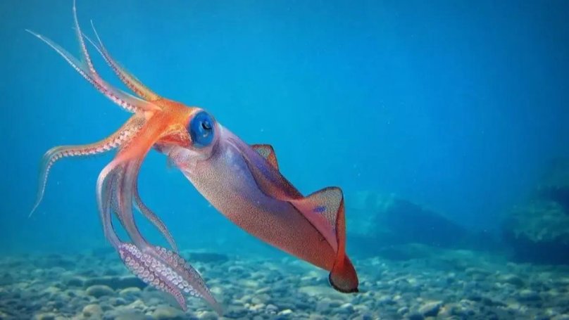 Короткоперый кальмар