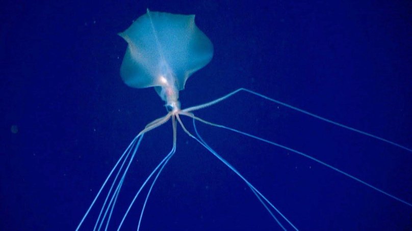 Длиннорукий глубоководный кальмар