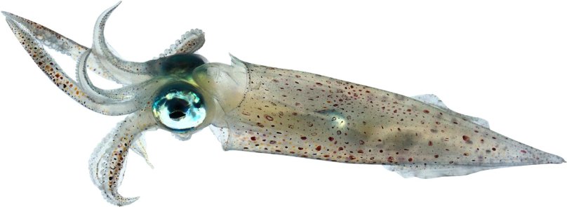 Каракатицевидный кальмар