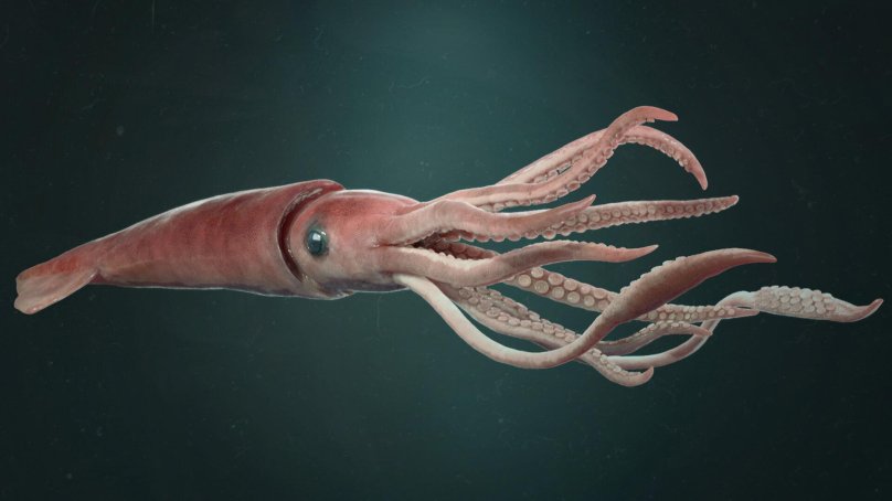 Гигантский кальмар архи