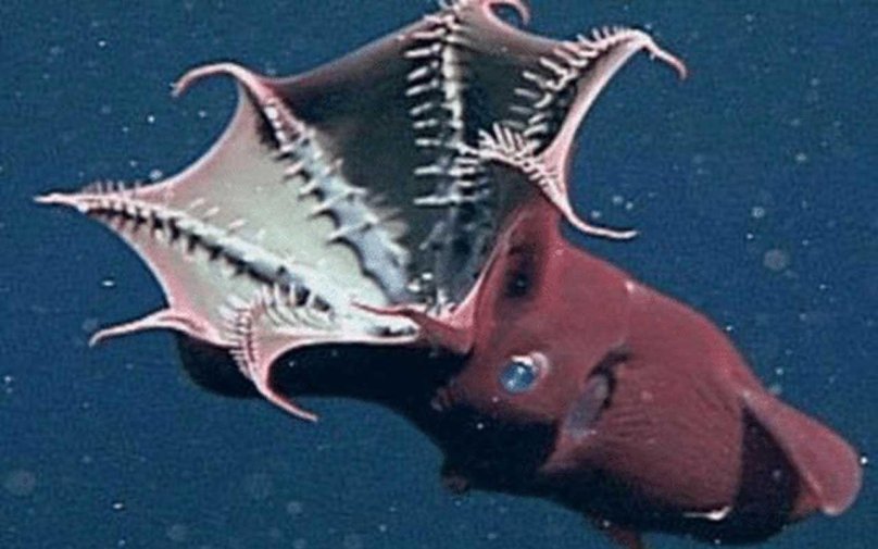 Адский вампир – головоногий моллюс