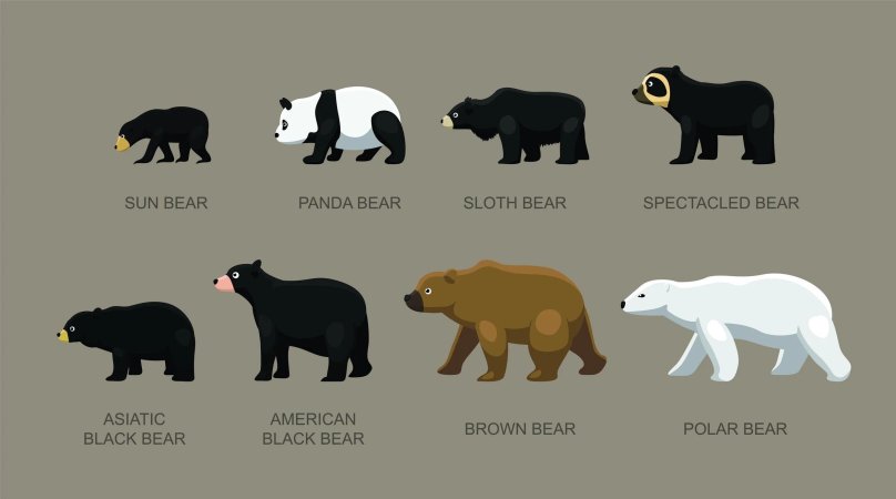 Размеры медведей