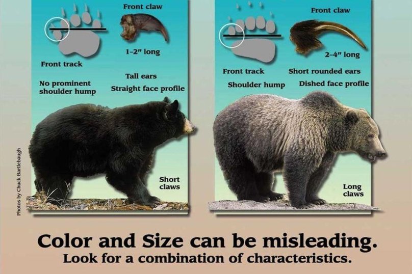 Гризли и бурый медведь сравнение