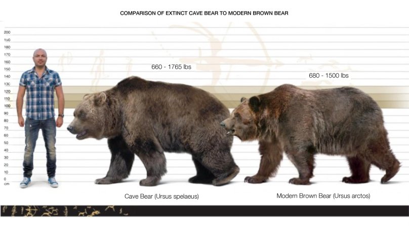 Урсус пещерный медведь
