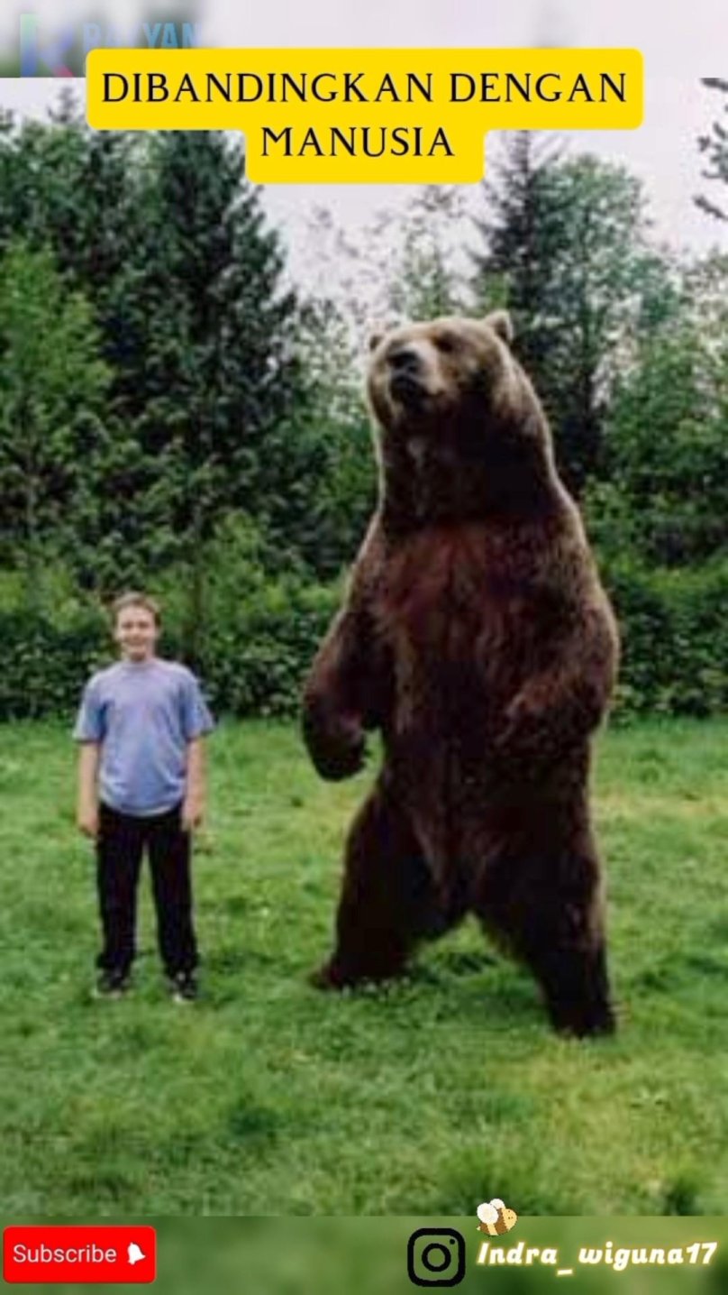 Бурый медведь Кадьяк