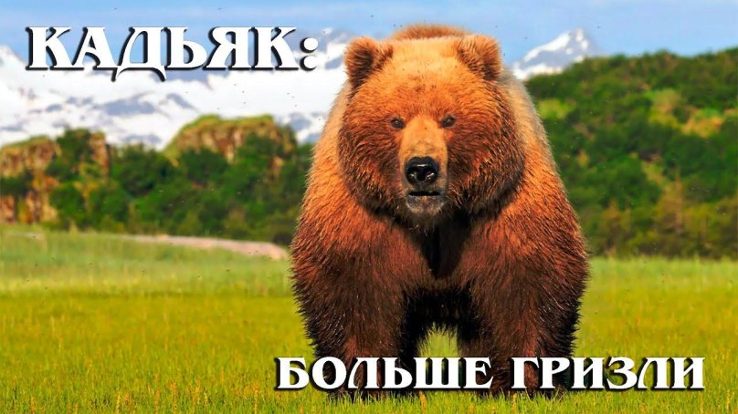Бурый медведь Кадьяк