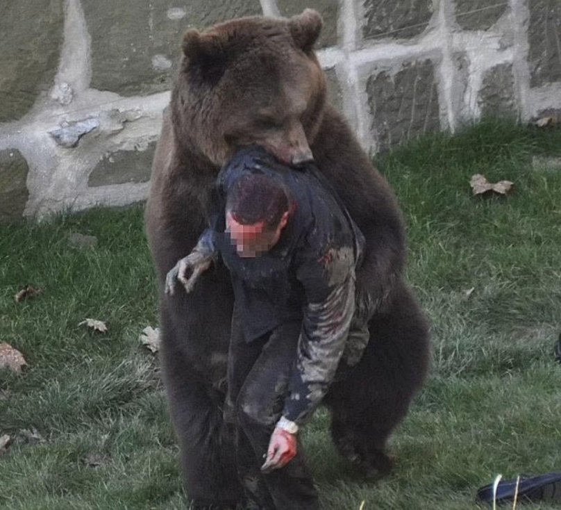 Медведь Гризли нападение