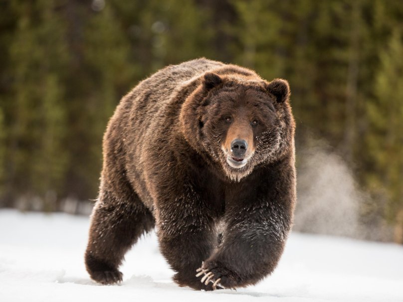 Медведь Гризли в Канаде