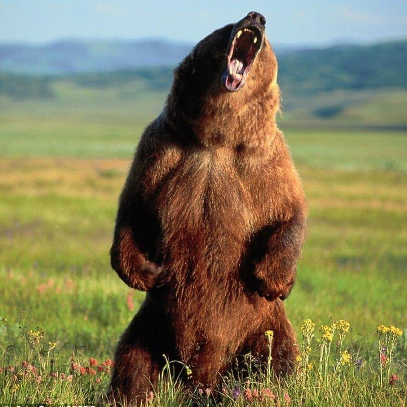 Сибирский бурый медведь