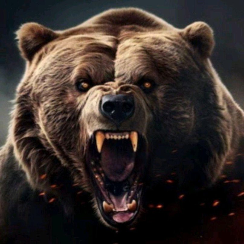 Медведь в ярости фото