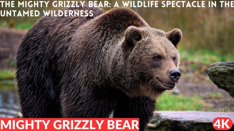 Медведь Гризли