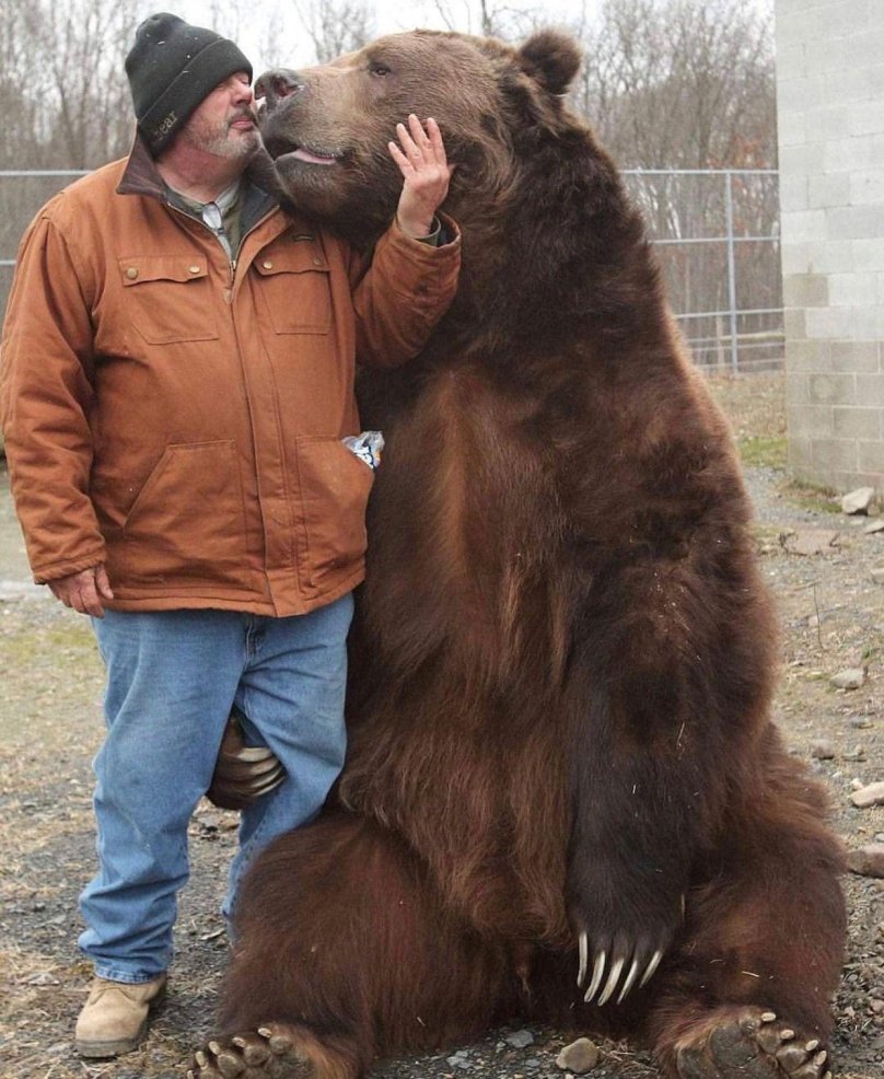 Кадьяк (медведь)