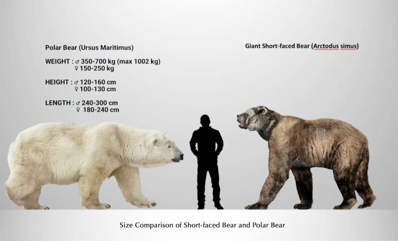 Медведь Кадьяк и Короткомордый