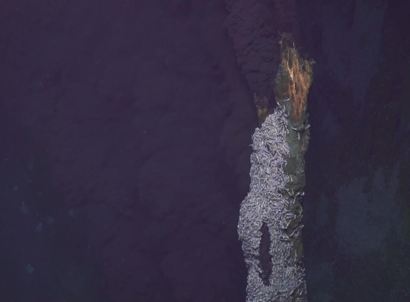 Hydrothermal Vents