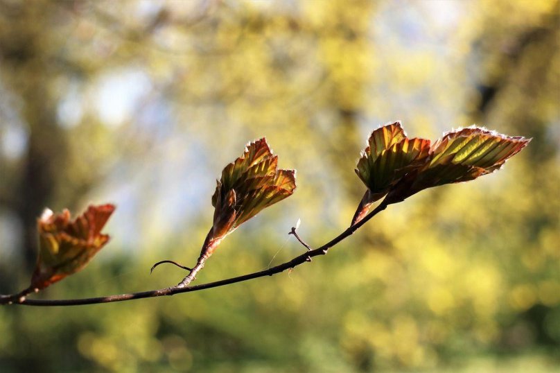 Весна листья