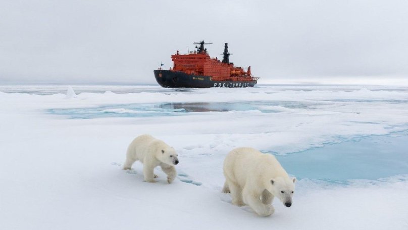 Белые медведи в Арктике