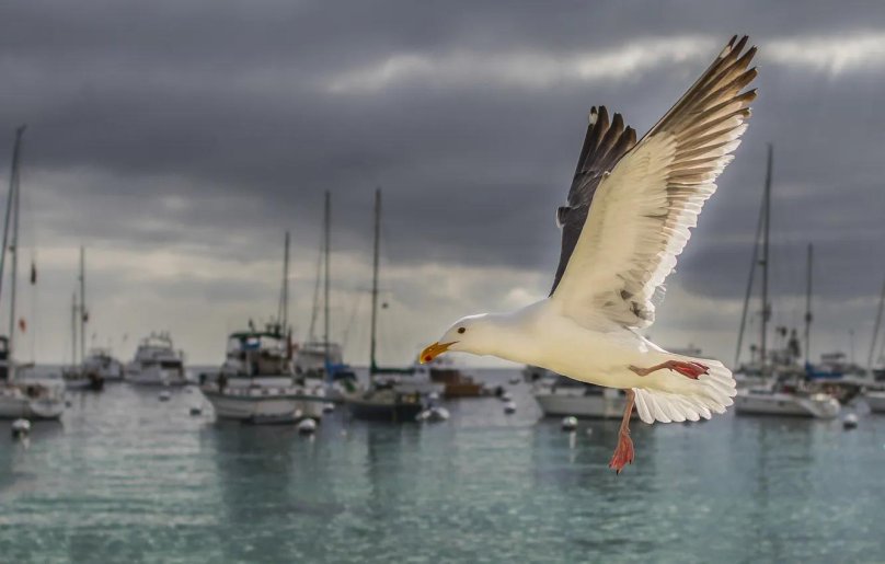 Остров Санта Каталина