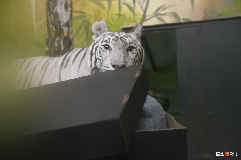 White tiger Yekaterinburg Zoo