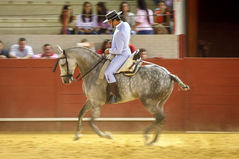 Spanish dressage Vaquero