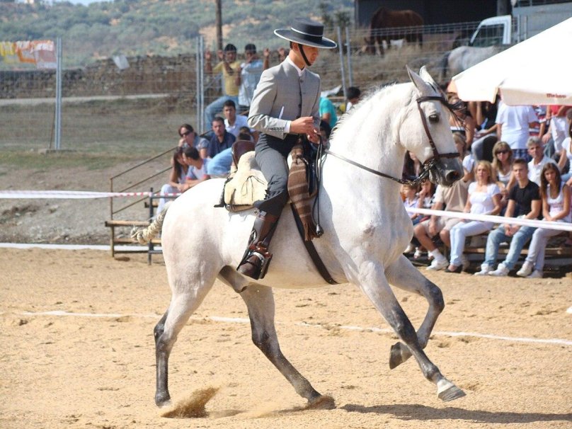 Spanish Arabian Horse