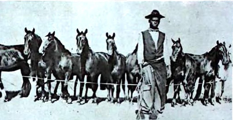Gaucho at war