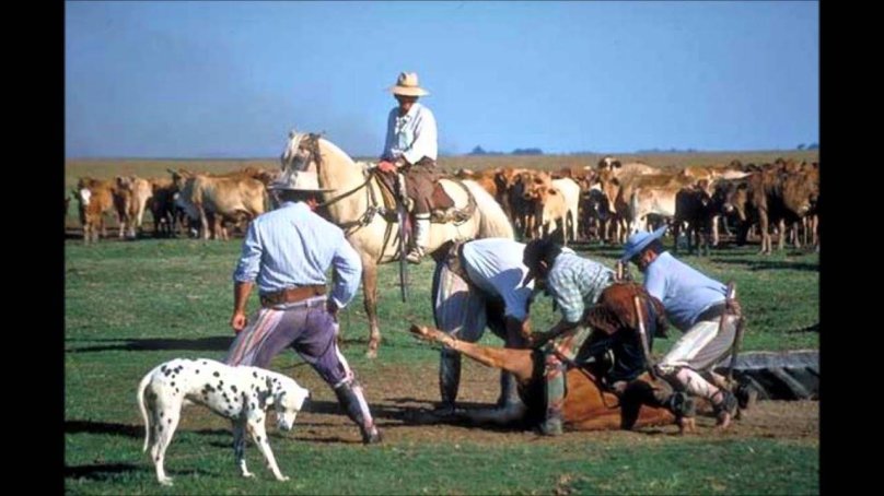 Argentina cow Gaucho