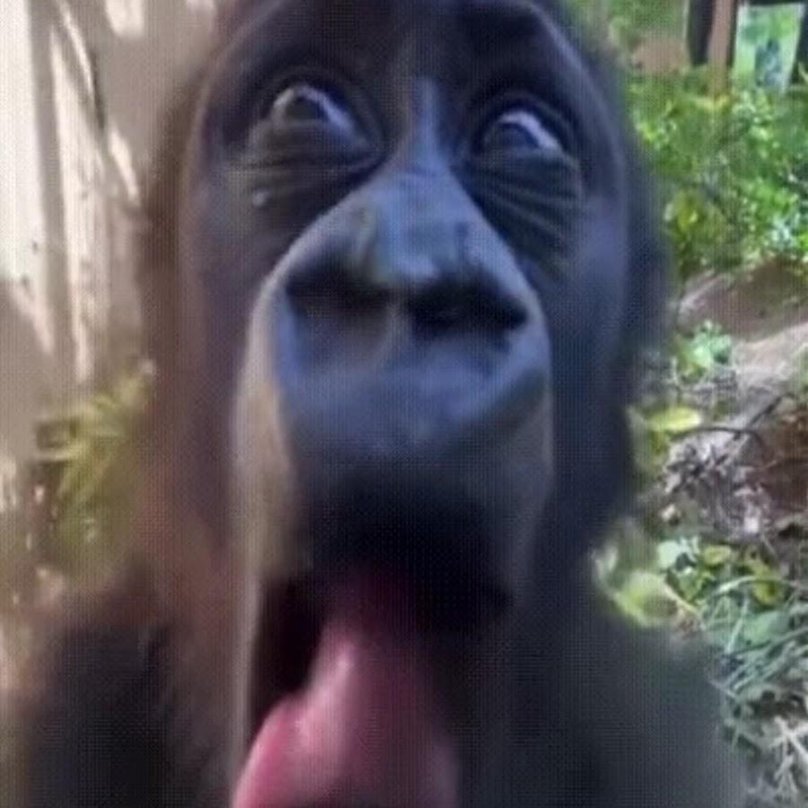 Обезьяна с губами